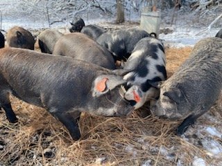 Group of pigs foraging in a snowy barnyard, surrounded by straw bedding, showcasing various breeds and colors.