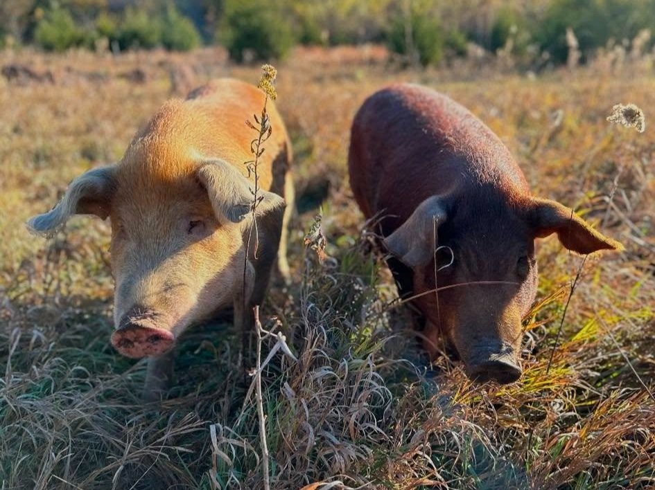 Two pigs foraging in a grassy field, showcasing their natural habitat and behavior in a rural setting.