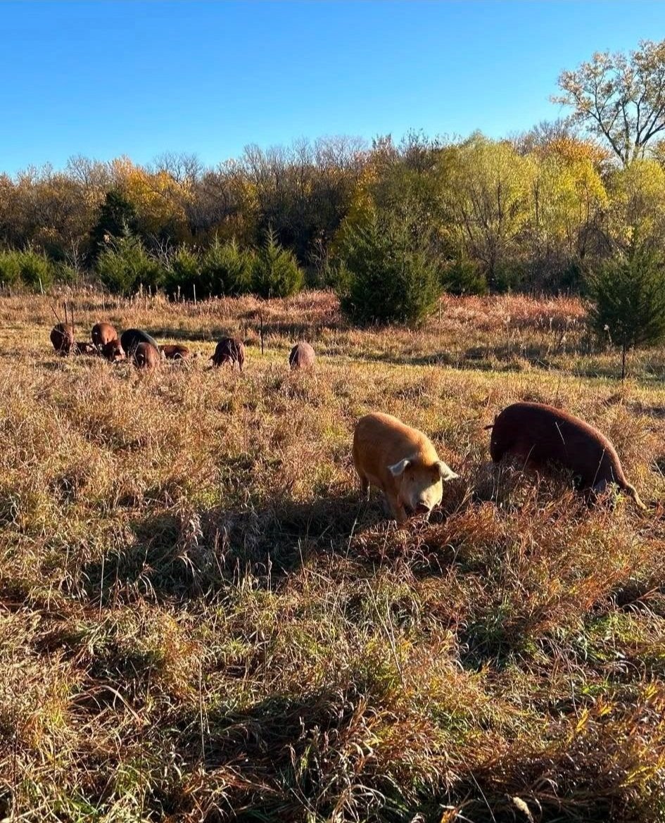 Pigs foraging in a grassy field under a clear blue sky, surrounded by trees with autumn foliage.