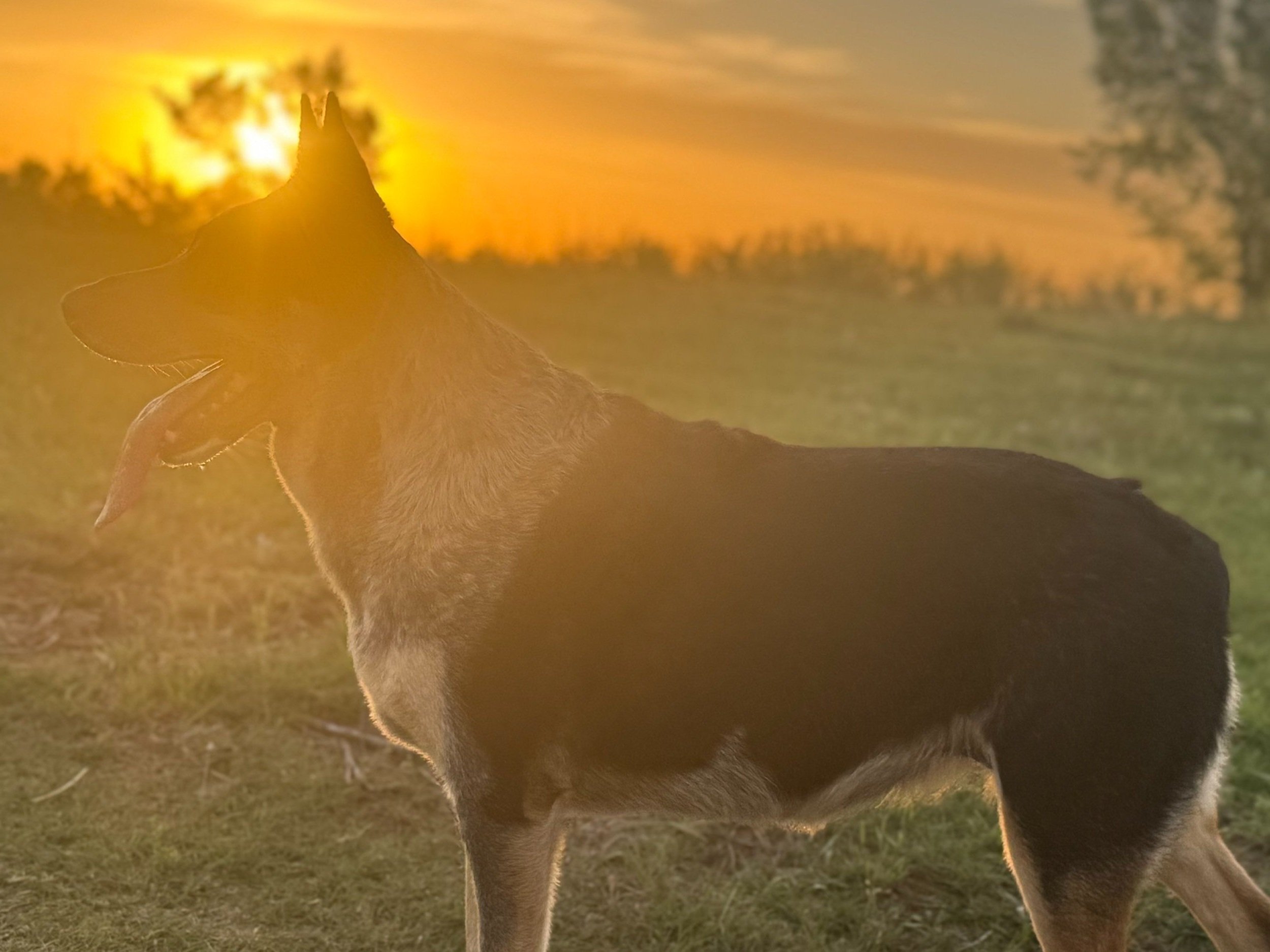 A silhouette of a dog against a sunset, showcasing its profile with the sun setting in the background, casting a warm glow over the scene. The dog appears alert with its tongue out, surrounded by grassy terrain and trees.