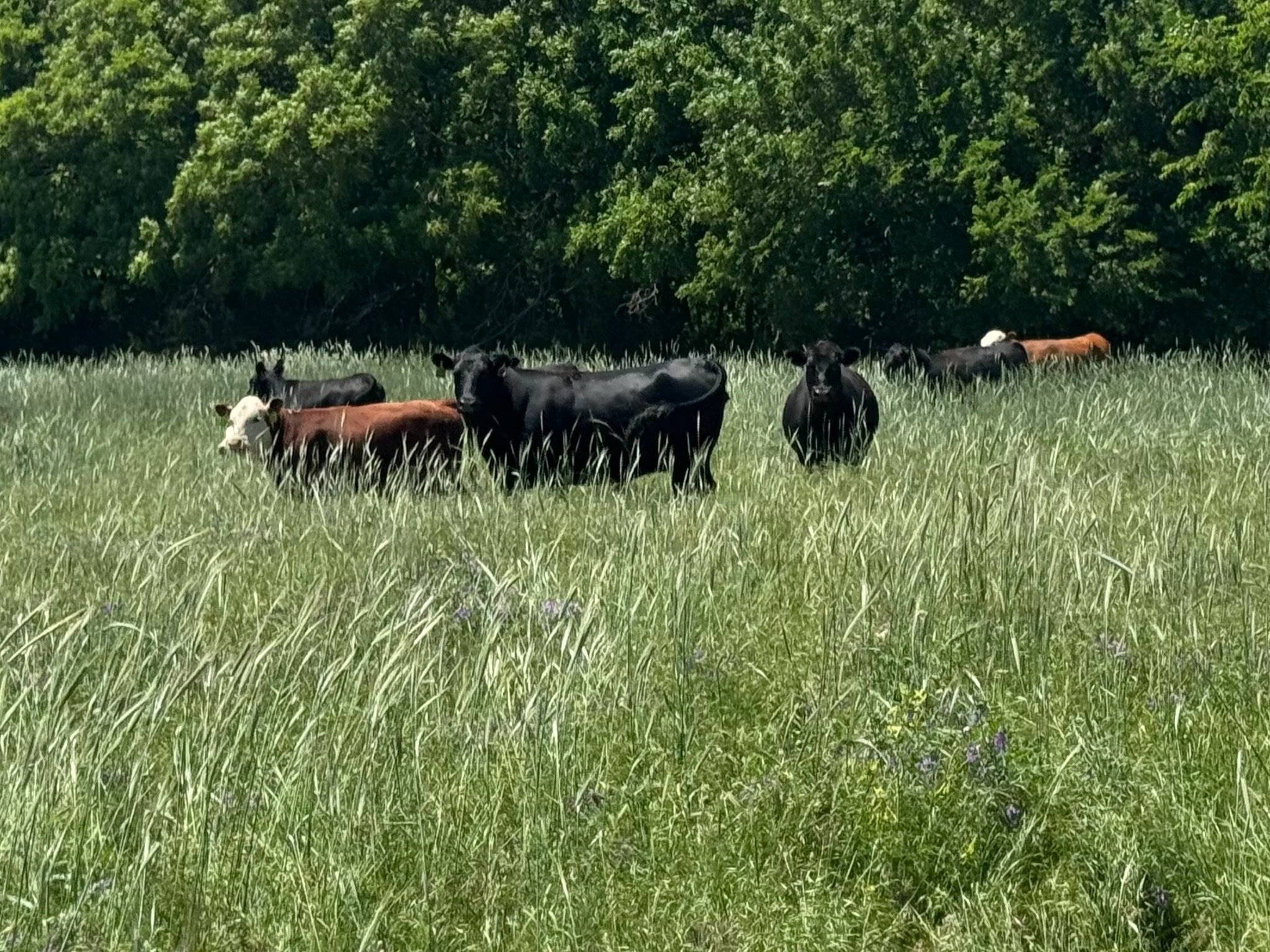 Cattle grazing in a lush green field surrounded by trees, showcasing a mix of black and brown cows enjoying the sunny day.