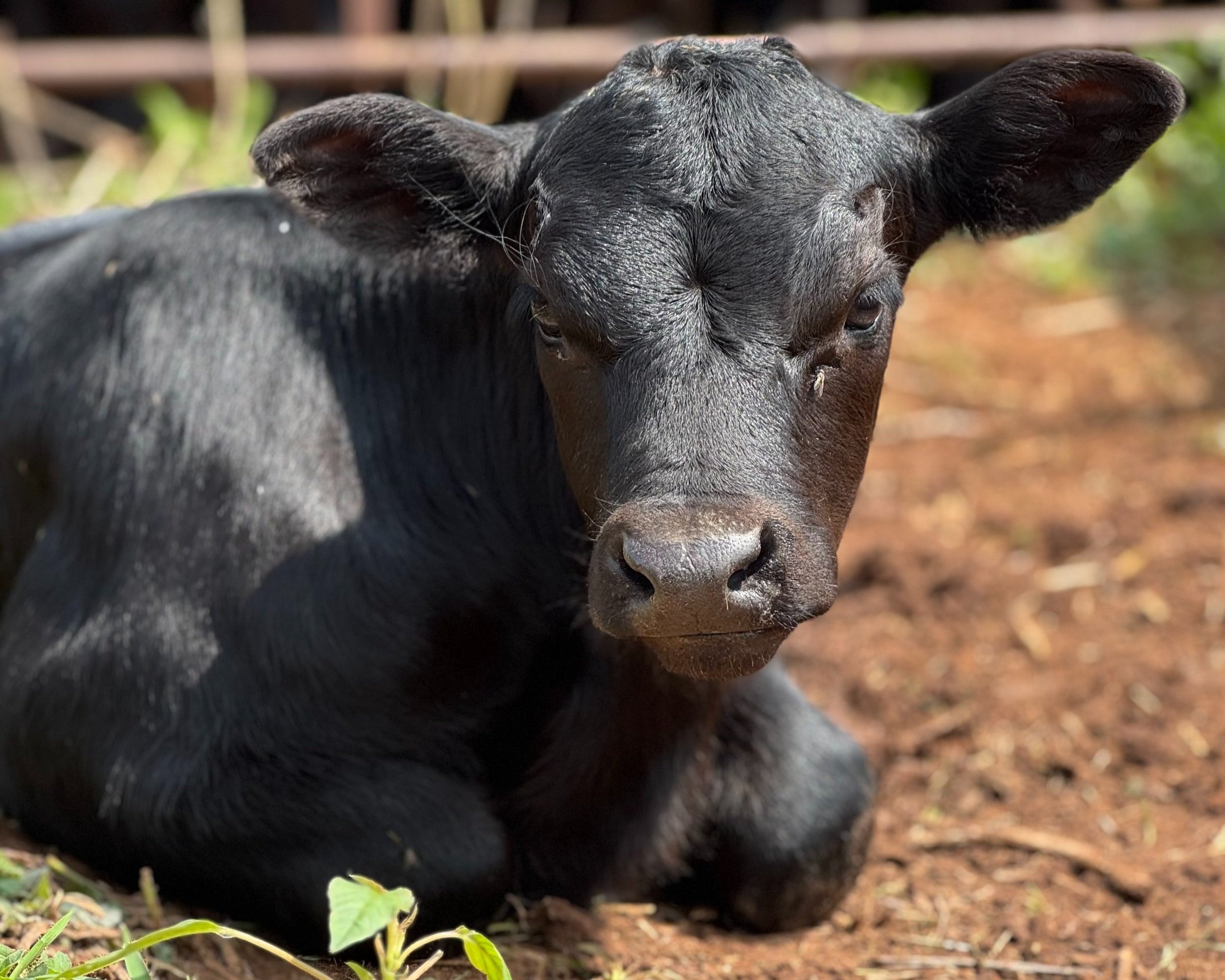 Black calf resting on the ground in a farm setting, with a focus on its expressive face and ears, surrounded by natural greenery.